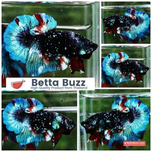 Betta Fish Black Ice Nebula Avatar OHMPK