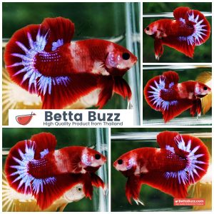 Betta Fish Red Rudy Hell Boy Star Koi OHMPK