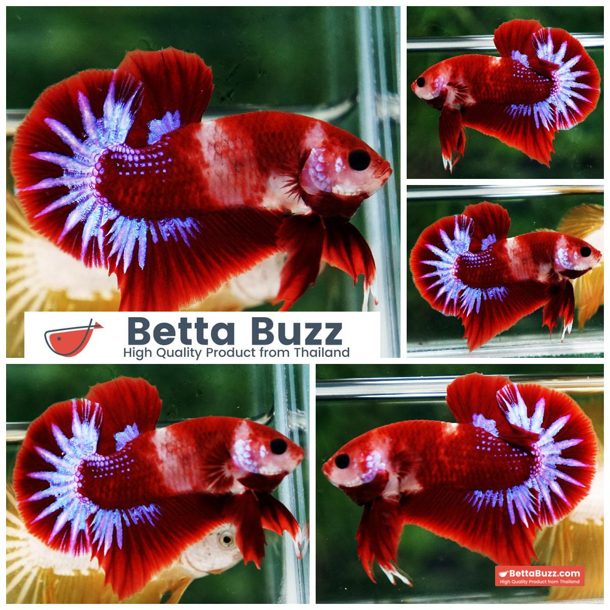 Betta Fish Red Rudy Hell Boy Star Koi OHMPK