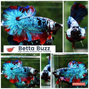 Betta Fish Fancy Stormscale Emperor OHMPK