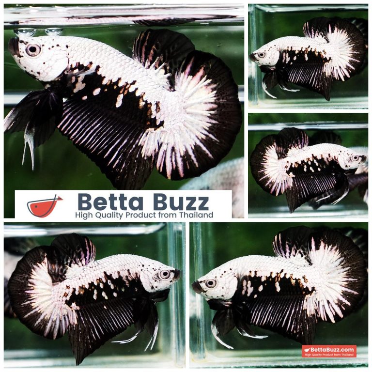 Betta Fish Nightfall Nova Samurai HMPK