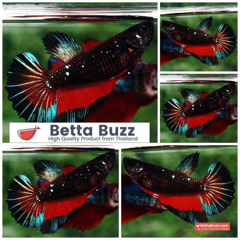 Betta Fish Female Dark Twilight Vampire Butterfly HM