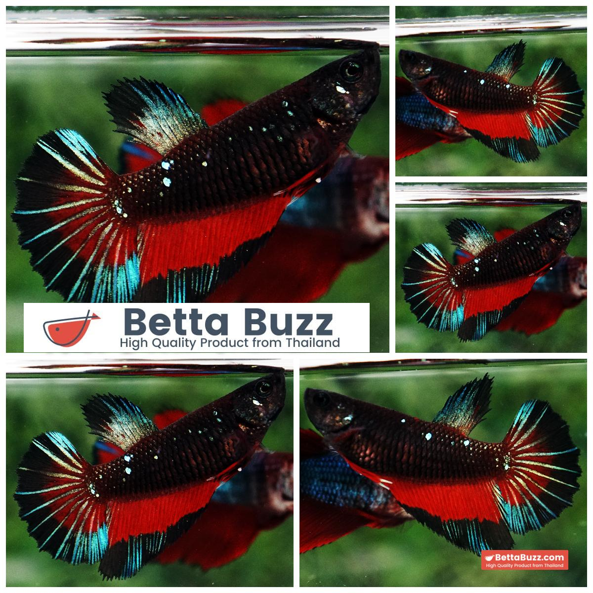 Betta Fish Female Dark Twilight Vampire Butterfly HM