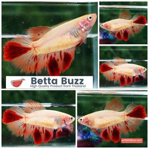 Betta Fish Female Armageddon Meteor HM