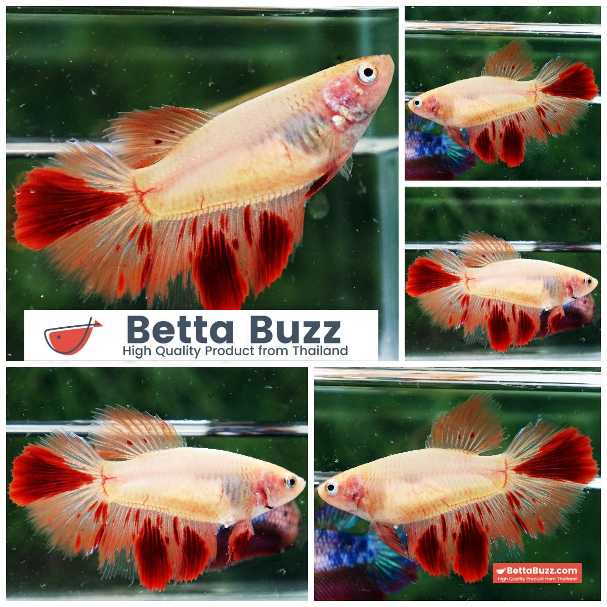 Betta Fish Female Armageddon Meteor HM