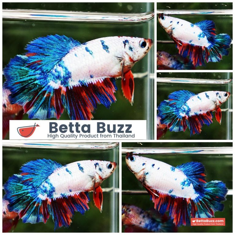 Betta Fish Female Magical Candy Marble HM