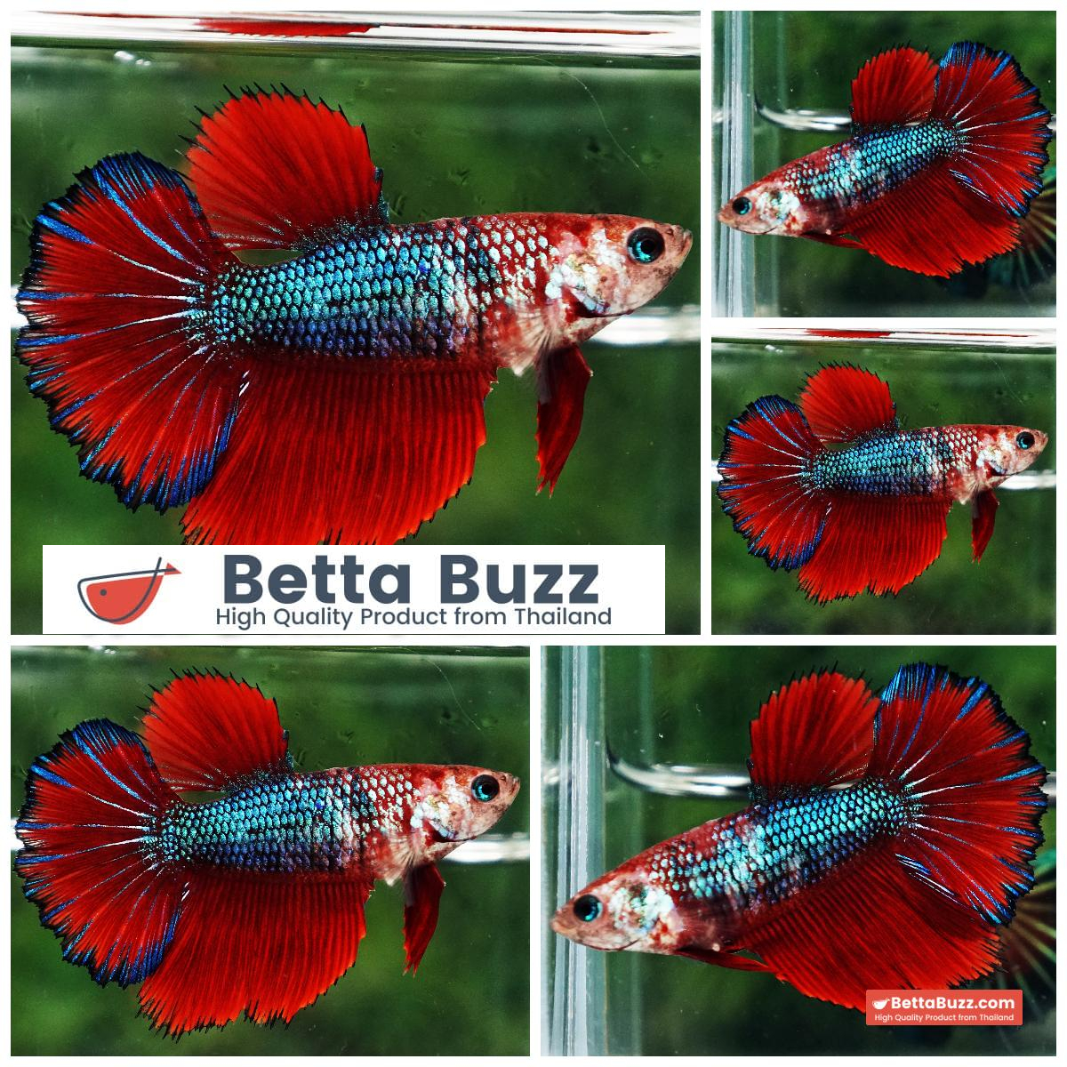 Betta Fish Female Fancy Pyraxis Veloria HM
