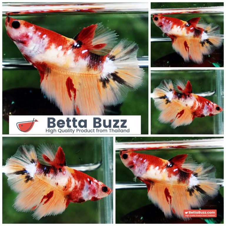 Betta Fish Female Calyra Nemo Koi HM
