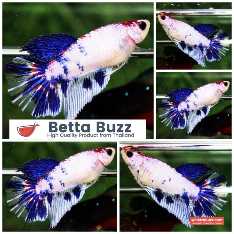 Betta Fish Female Frozen Sapphire Marble HM