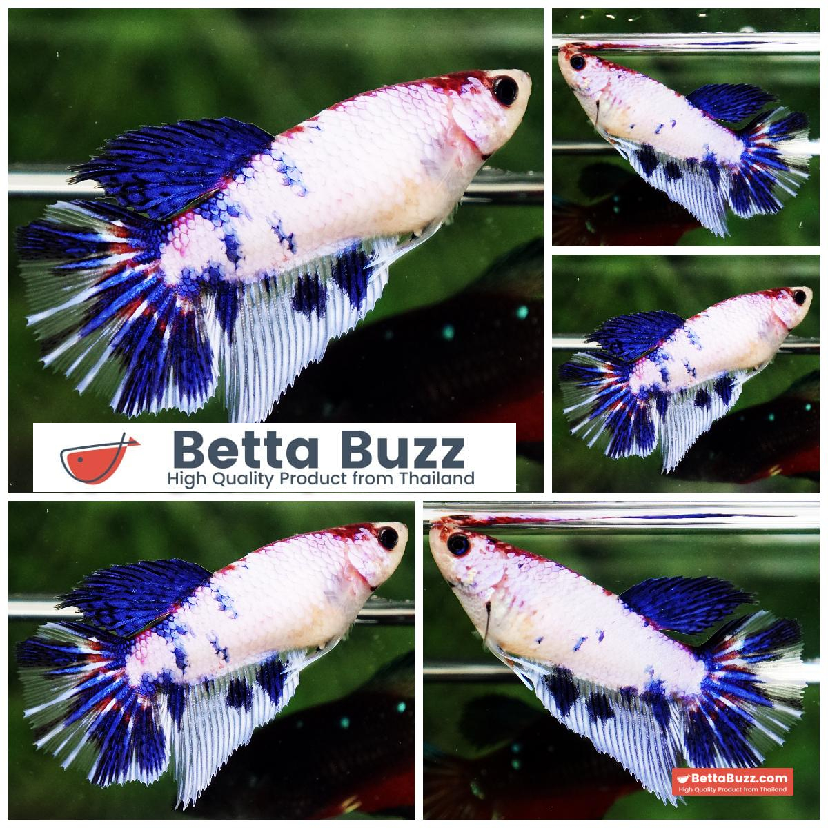 Betta Fish Female Frozen Sapphire Marble HM