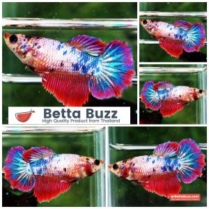Betta Fish Female Fancy Magical Siam Ruby HM