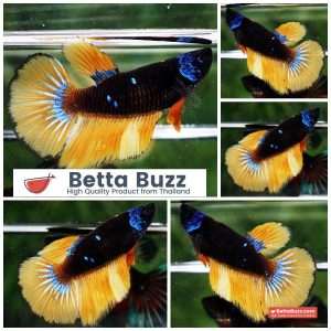 Betta Fish Female Helmet Starry Night Mustard Gas HM
