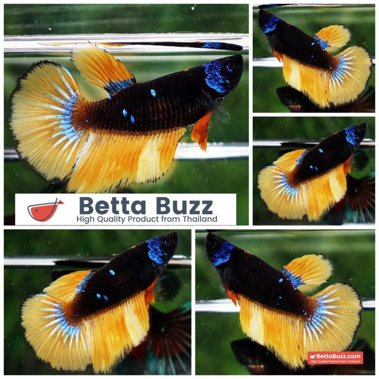 Betta Fish Female Helmet Starry Night Mustard Gas HM