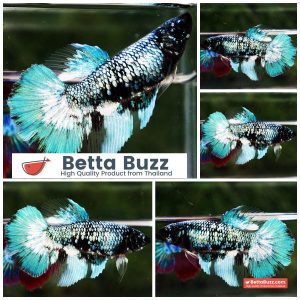 Betta Fish Female Glacier Whisper Sparkle HM