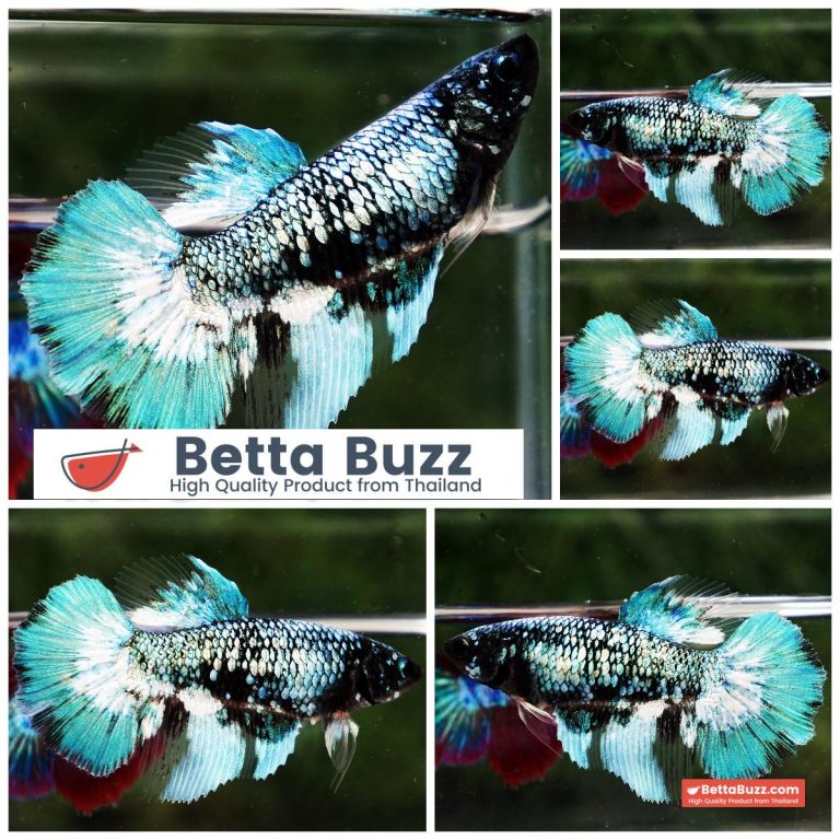 Betta Fish Female Glacier Whisper Sparkle HM