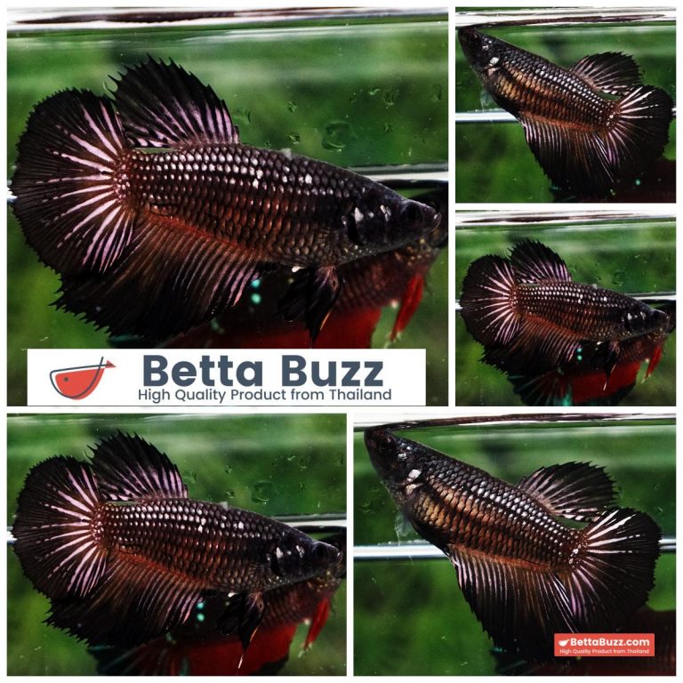 Betta Fish Female Black Orchid Midnight HM