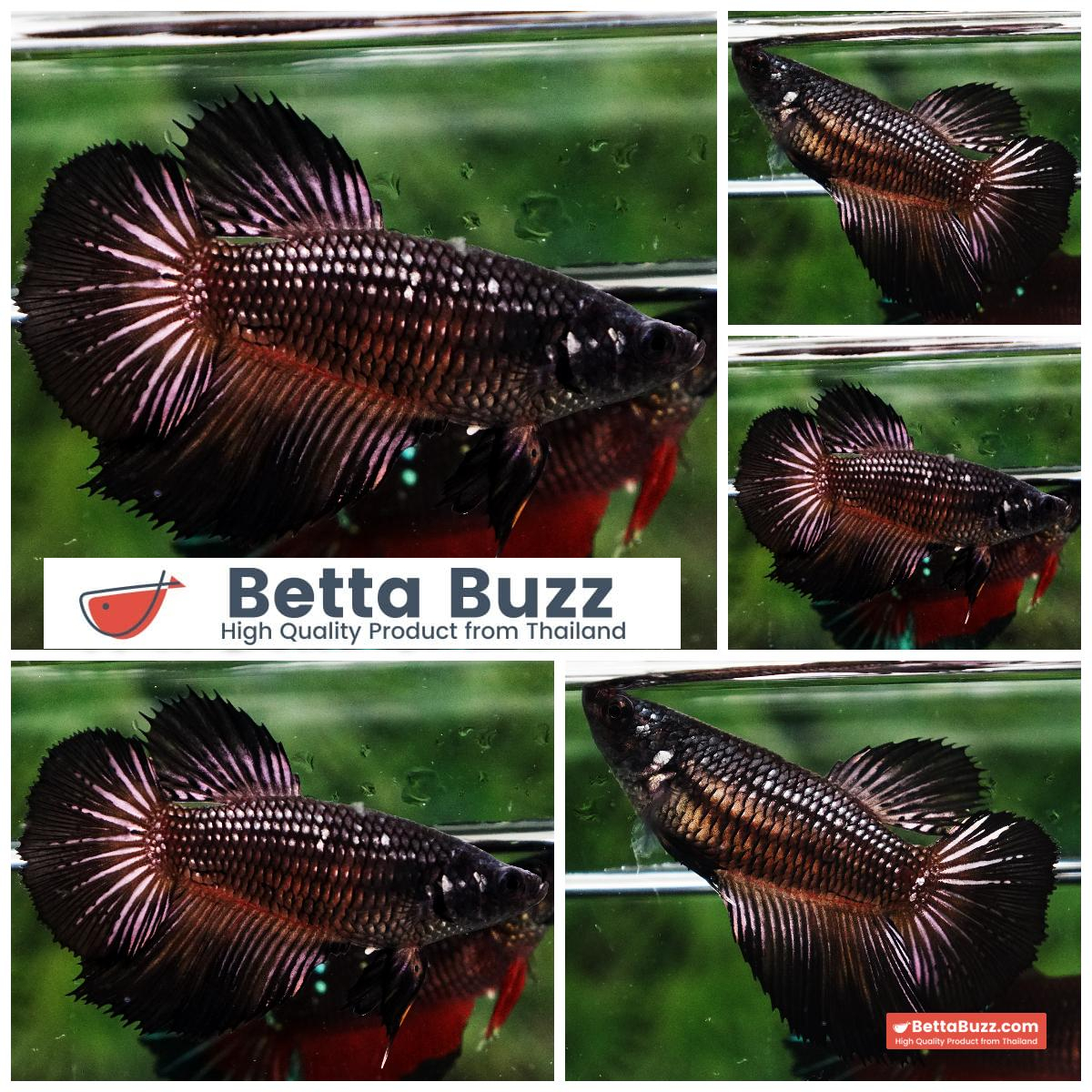 Betta Fish Female Black Orchid Midnight HM