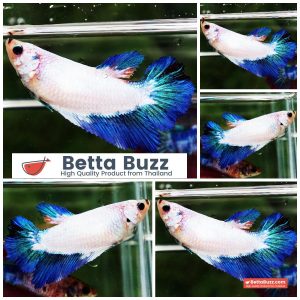 Betta Fish Female Blue Dragon Azure HM