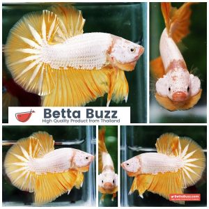 Betta Fish Golden Dream Dragon Full Helmet OHMPK