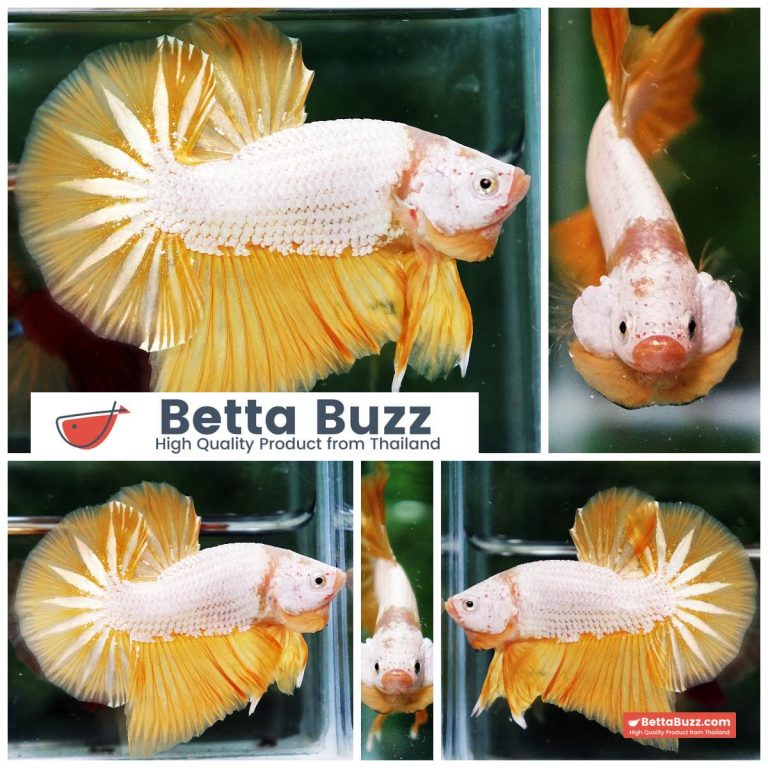 Betta Fish Golden Dream Dragon Full Helmet OHMPK