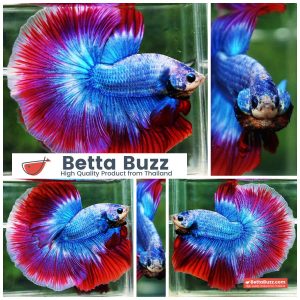 Betta Fish Prince of Thailand Flag OHM