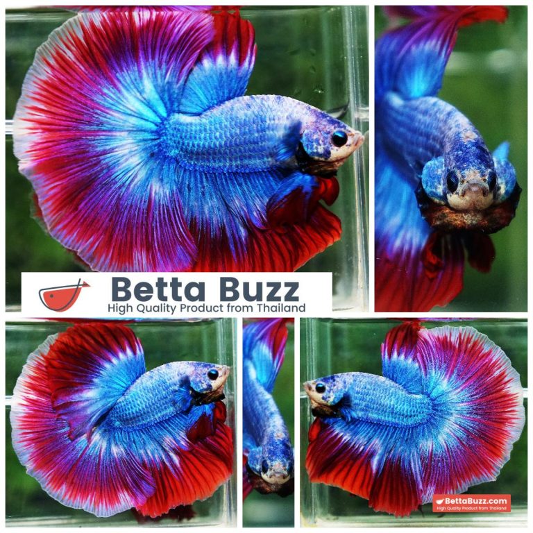 Betta Fish Prince of Thailand Flag OHM