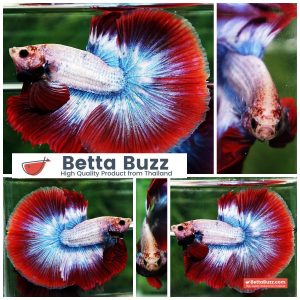 Betta Fish Mascot ThaiFlag Knight OHM