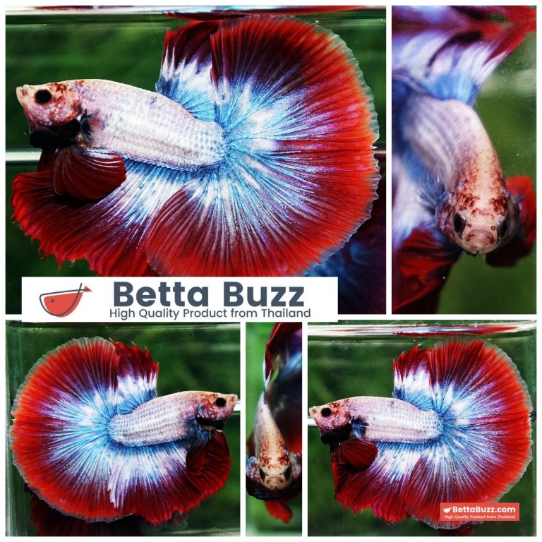 Betta Fish Mascot ThaiFlag Knight OHM