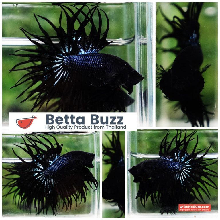 Betta Fish Serpent Noir Enigma CT